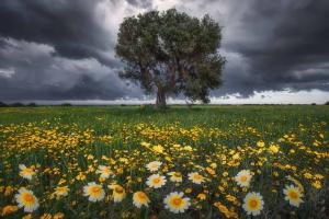 Anteprima Investimenti produttivi agricoli per la competitività delle aziende agricole